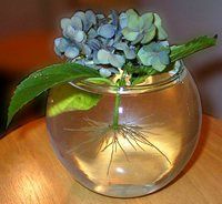 Propagate Hydrangeas