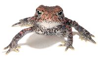 Learn more about the Houston Toad -- a toad specific to Texas.