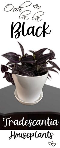 BLACK Tradescantia "DARK DESIRE" Wandering Jew Red Gem Burgundy Zebrina House Plant Purple Heart Fast Growing Plants Rare by FCGardens on Etsy