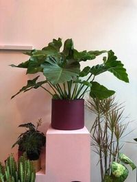 Plantas grandes para ter dentro de casa e decorar #plantas #plantasparacasa #plantasgrandes