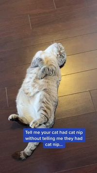 Tell me your cat had cat nip without telling me they had cat nip... 🐈 #trend #tellmewithouttellingme #viral #catsoftiktok #funnycats #catslovers