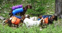 "Goat Packing as a Use for Male Goats" Training wethers to pack can be an option for dairy goat breeders looking for alternatives to less attractive means of dealing with the problem of too many males. From MOTHER EARTH NEWS Blog