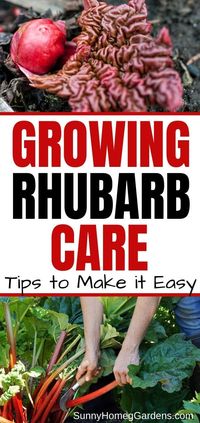 Want to know how to grow Rhubarb? Here are some tips and hints to Grow this vegetable in your backyard veggie garden.