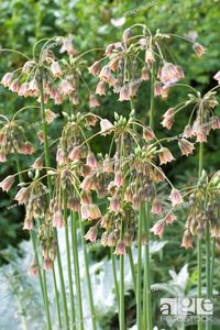 nectaroscordum - Google Search