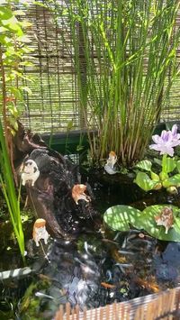 Credit/Source 📸 : instagram.com/azuki_daizu_9 #neko #cat #kitty #medaka #plant #kucing #ikanhias #pond #kolam #lotus