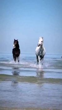horses...