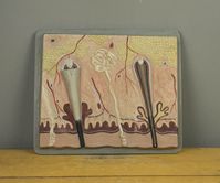 This is a beautiful hand-painted model describing the anatomy and structure of skin tissues, glances and hair follicles. The very beautiful and rare piece used for educational purposes in medicine and histology classes in high education facilities.