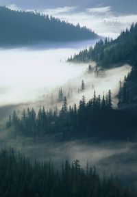 {woodlands + wanderlust}