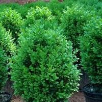 Protecting Boxwoods From Winter Damage