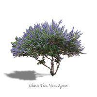 Chaste Tree (Vitex) $49.99 / 5 gallon $135 / 30 gallon