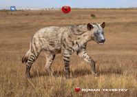 Хищные (Carnivora) – 78 fotos | VK