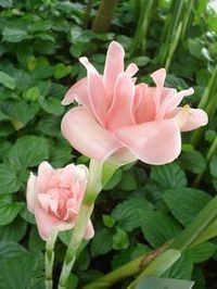 Red Ginger Lily
