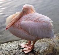 #pelicans
