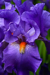 Botanical Beauty in Purple Greeting Card for Sale by Toma Caul