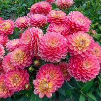 Buy Melody Allegro Dahlia | Patio, Border Dahlias | Breck's