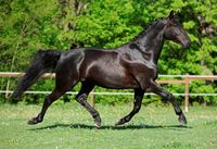 Maintaining Ideal Body Condition in Athletic Horses
