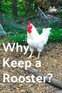 Why Keep the Rooster with Your Flock? - Timber Creek Farm