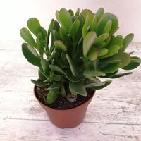 40. Planta jade no vasinho pequeno – Via: Pinterest #plantajade #plantajadeatraidinheiro #plantajadecomocuidar