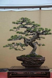 A wicked cool bonsai tree. Decades of training the branches were involved in shaping this tree.