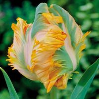 King Parrot Tulips Flower Bulbs Bold Flowers | Live Plants | RARE Parrot Tulip by MyGardenChannelCOM on Etsy