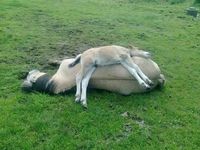 Descansando el potrillo