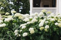 How to Prune Hydrangeas