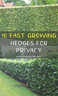 10 Fast Growing Hedges For Privacy #gardenersguide #gardening #privacy #privacyhedges #fastgrowinghedges #fastgrowingprivacyhedges #privacytrees #treesforprivacy #fastgrowingprivacytrees