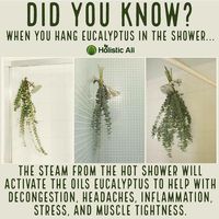 Eucalyptus in shower benefits