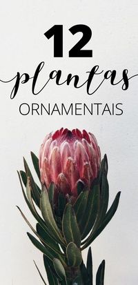 Adora plantas para decorar? Então confira essa nossa lista de plantas ornamentais! Clique no link e descubra. #plantas #plants #green #decoração #decoration #casavogue