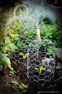 chicken wire cloches - maybe then I could grow peas and beans without the rabbits eating them down to nubs!