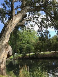 Tree in park in Christchurch, New Zealand