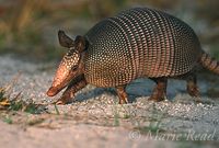 Nine-banded Armadillo (Dasypus novemcinctus) walking, Lake Kissimmee State Park, Florida, USA. Also called Long-nosed Armadillo. <br /> Slide M1-01