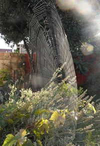 IN No Shape, Form or Fashion Do I Want to Run into the Spider that Spun this Web....