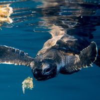 If you have always wanted to participate in a turtle project, you should visit the Bunaken Oasis Dive Resort in North-Sulawesi! The Boutique Resort runs its own dedicated turtle hatchery where the small turtles can grow bigger and stronger in a sheltered environment.