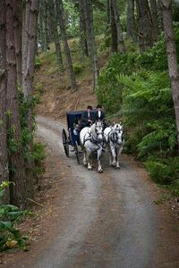 ...with the Carriage through the Forest...