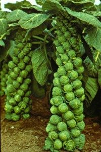 Complete Guide to Growing Brussels Sprouts. Plus suggestions about varieties and how they differ.