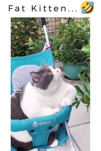 Fat Kitten😅 kitties cats | tumblr cats funny | funny cute cats | cool cat | broken cat | cat videos funny hilarious | crazy cats videos funny| silly animal videos hilarious | animal videos cutest funny | kitty cat videos funny| talking cats videos funny | funny baby animals videos | funny wild animals videos | funny animal videos can't stop laughing crazy cats |videos funny hilarious awesome#cat#cats#kitty#cute#funny