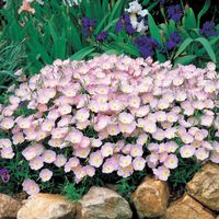 Evening Primrose Seeds