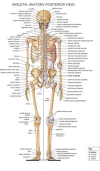 posterior view of pelvis | 18 Skeletal Anatomy