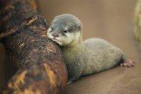 A picture of an otter.