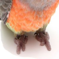 Find out everything you need to know about bird foot health and what perches to choose for your pet bird.