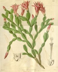 When I hear the word cactus, the classic saguaro with it’s thick barrel body and arms pointed up to the...