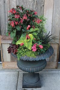 Containers With Serious Contrast - FineGardening
