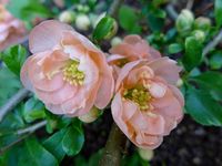 Chaenomeles ‘Geisha Girl’ - February to April. little fruits in summer and fall