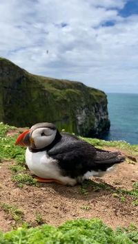 Puffin adalah salah satu dari tiga spesies kecil alcids (auk) dalam genus burung Fratercula dengan paruh berwarna cerah selama musim kawin. Puffin adalah burung laut pelagis yang memberi makan terutama dengan menyelam di air. Mereka berkembang biak di koloni besar di tebing pantai atau pulau lepas pantai, bersarang di celah-celah di antara bebatuan atau di liang di tanah. Credit/Source 📸 : instagram.com/francescaapage