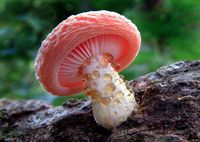“#2 | Rhodotus palmatus, the Wrinkled Peach | endangered saphrophite from the circumboreal region. Eats Maple & Elm.”