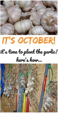 Growing your own garlic is really easy! Just follow these instructions in: How to plant and grow garlic