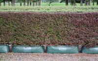 Myrtus Red Dragon hedge (Living Walls Instant Hedges) Tags: hedge lophomyrtus livingwalls myrtus livingboundaryrange instanthedges