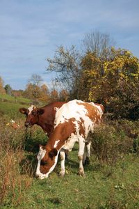 These grassfed heritage cattle breeds will turn your grazing acres into meat, milk, and money.
