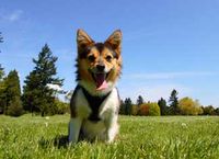 Better Options for Pet Poop
